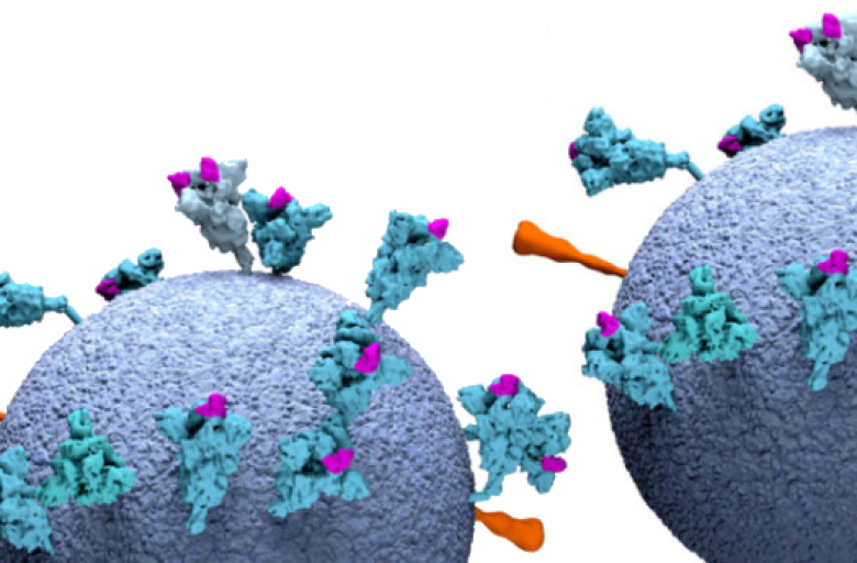 mrna2.png