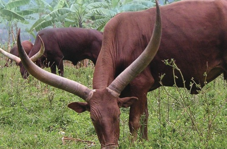 sustainable-animal.png